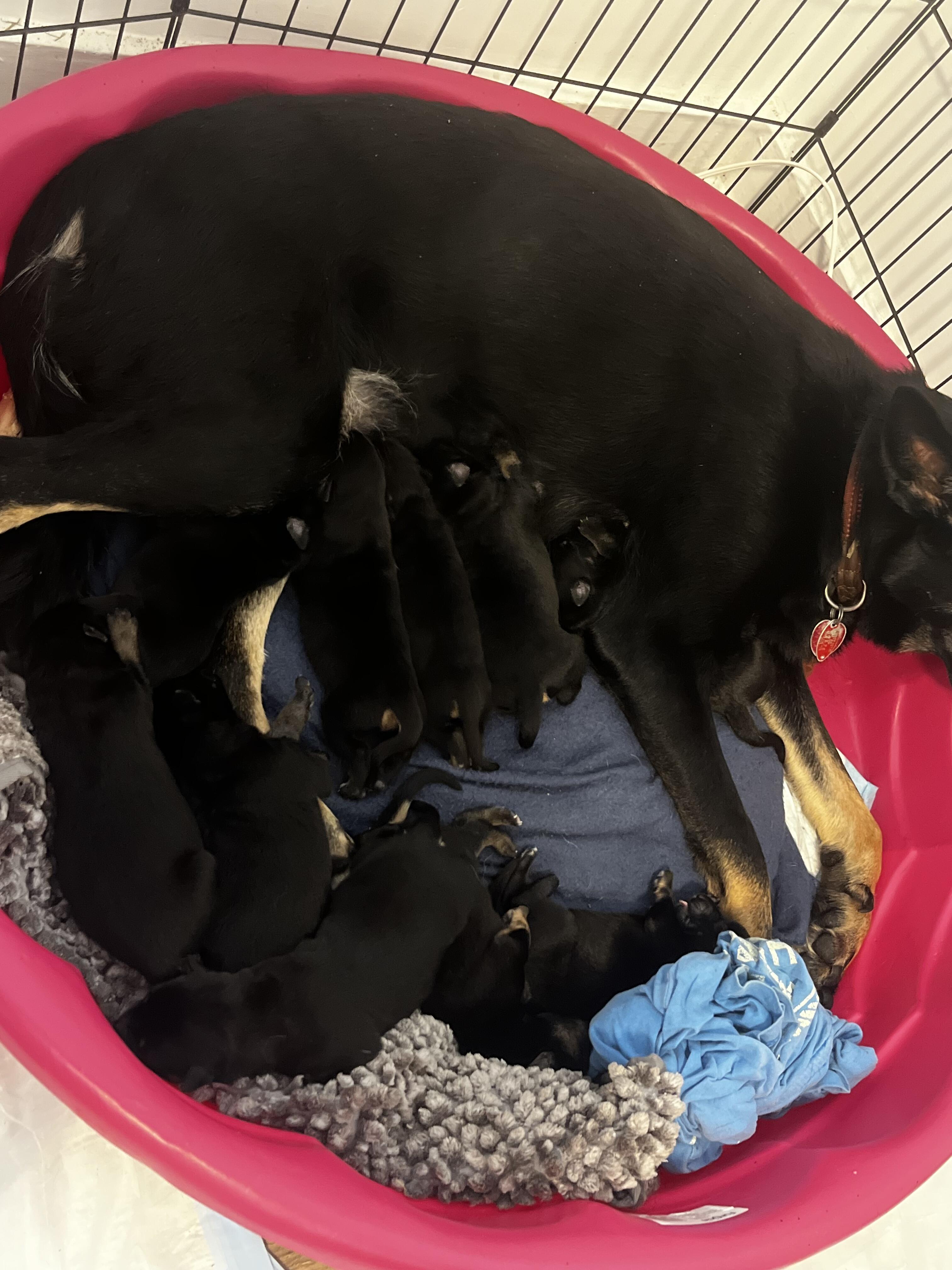 Campaign cover image for Help Cover Eeva and her pup’s Vet care and costs!