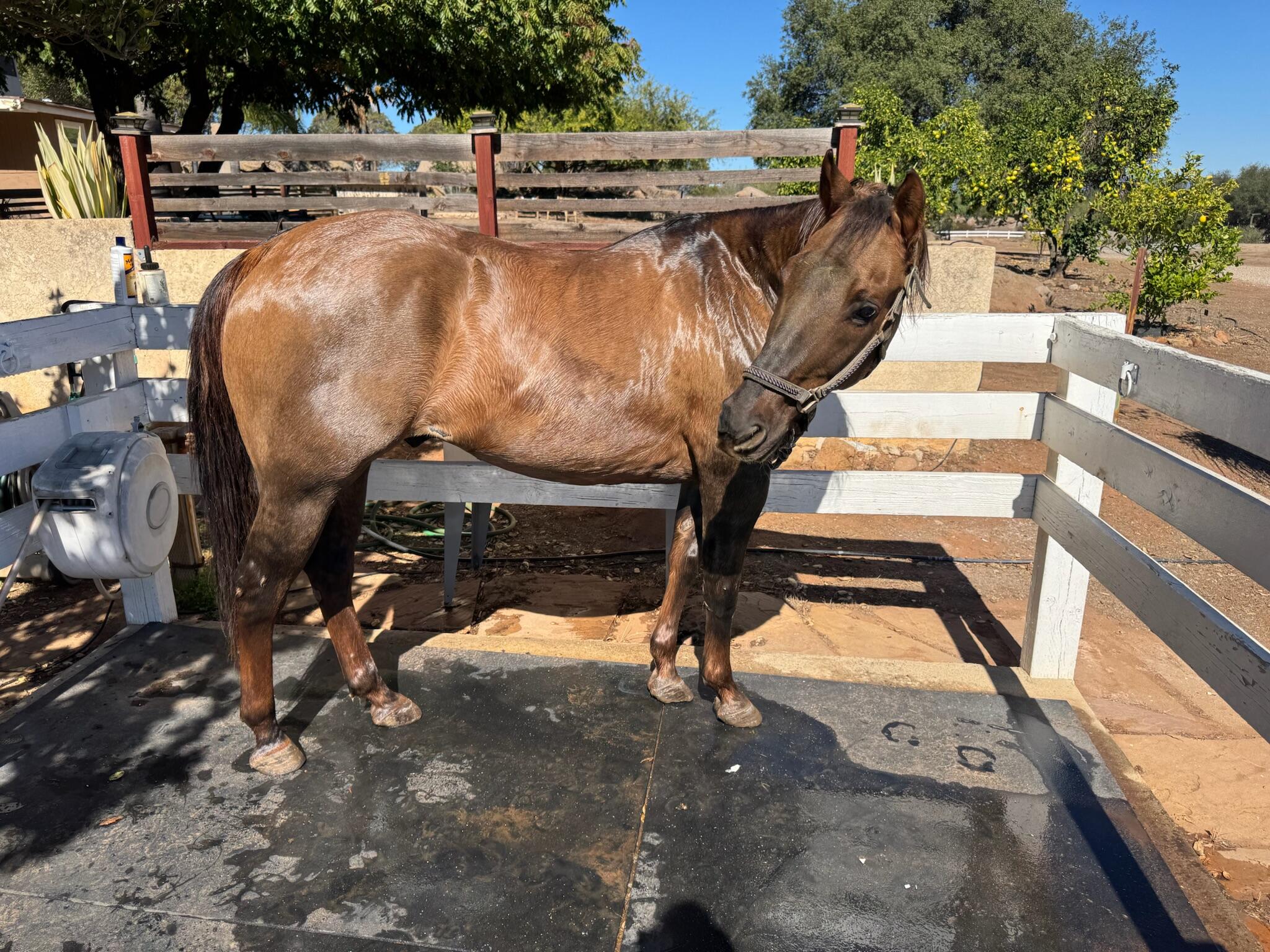 Campaign cover image for Giving Tuesday at Robin's Nest