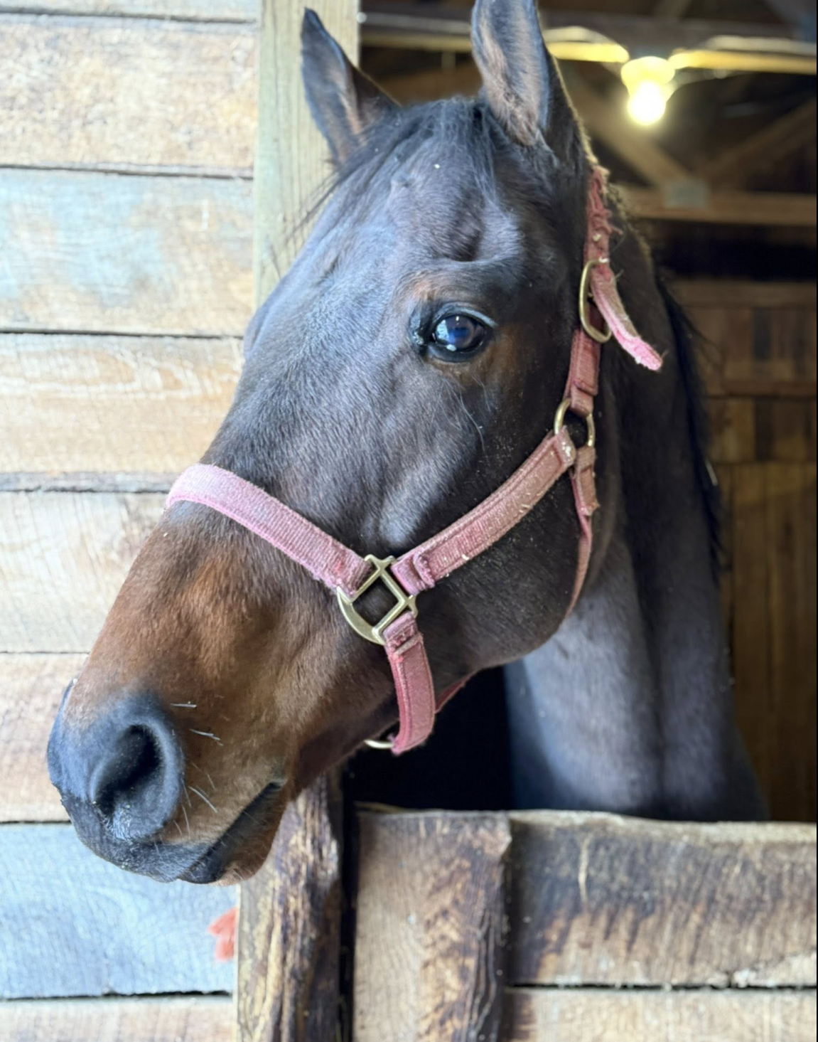 Campaign cover image for Build the Safe Pastures Where Healing Happens! We Need Your Help:)