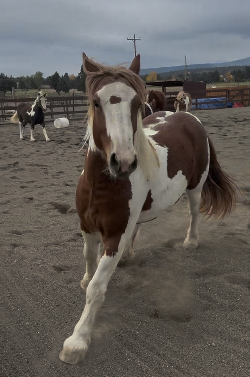 Campaign cover for Sponsor a Horse