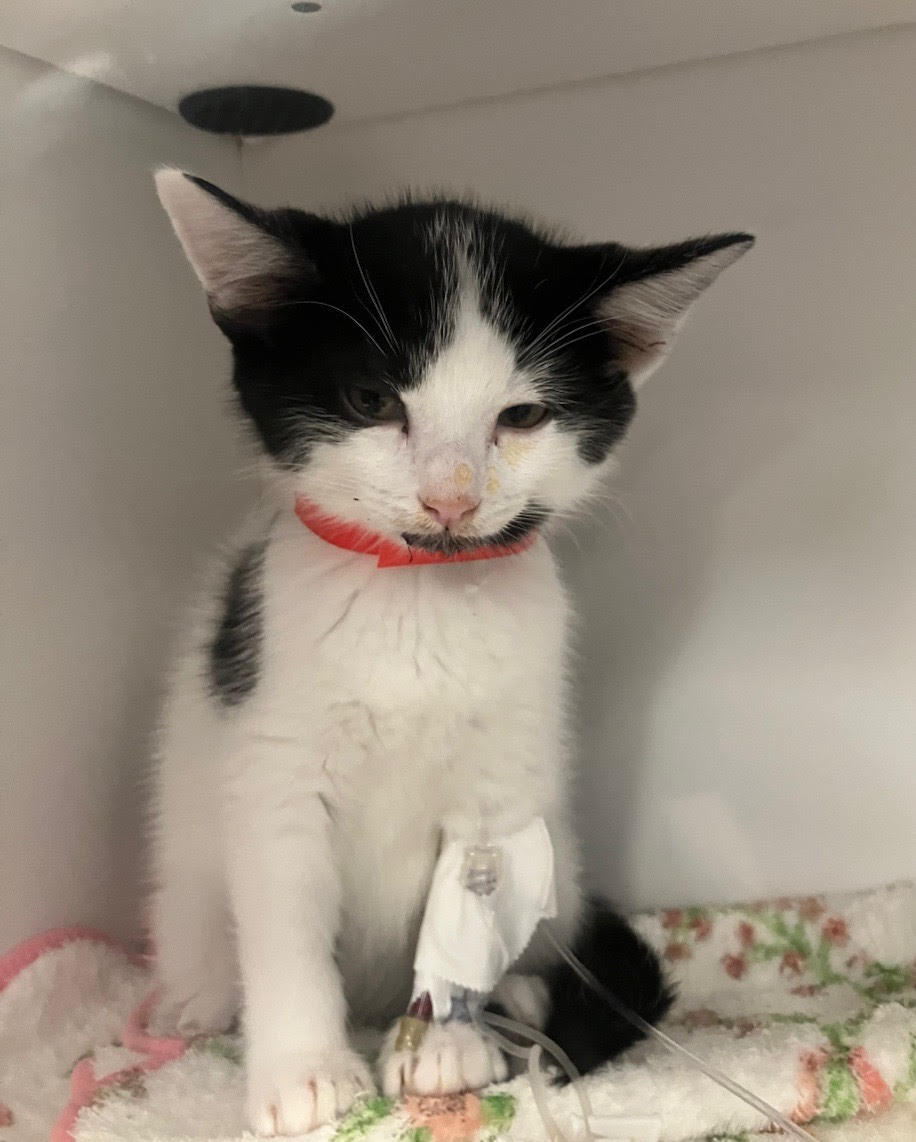 Campaign cover image for Help Little Jeremiah Breathe Easy Again