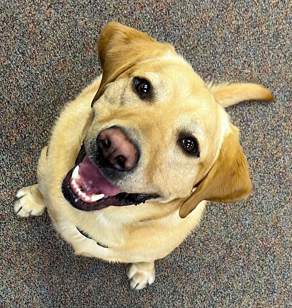 Campaign cover image for Meet Mochi - the Omaha Fire Dog!