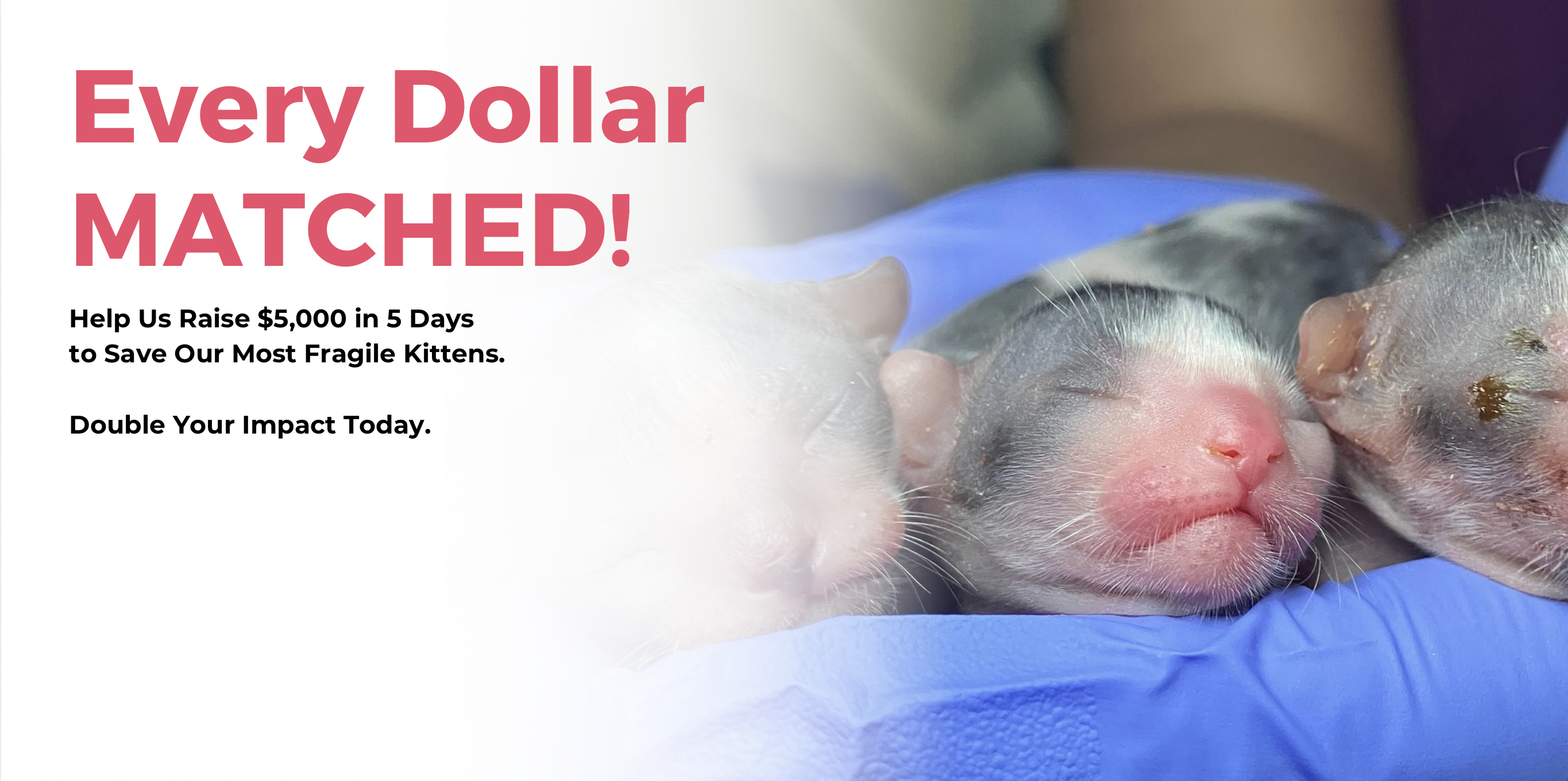 Campaign cover image for Double Your Impact: $5K in 5 Days to Save Fragile Kittens