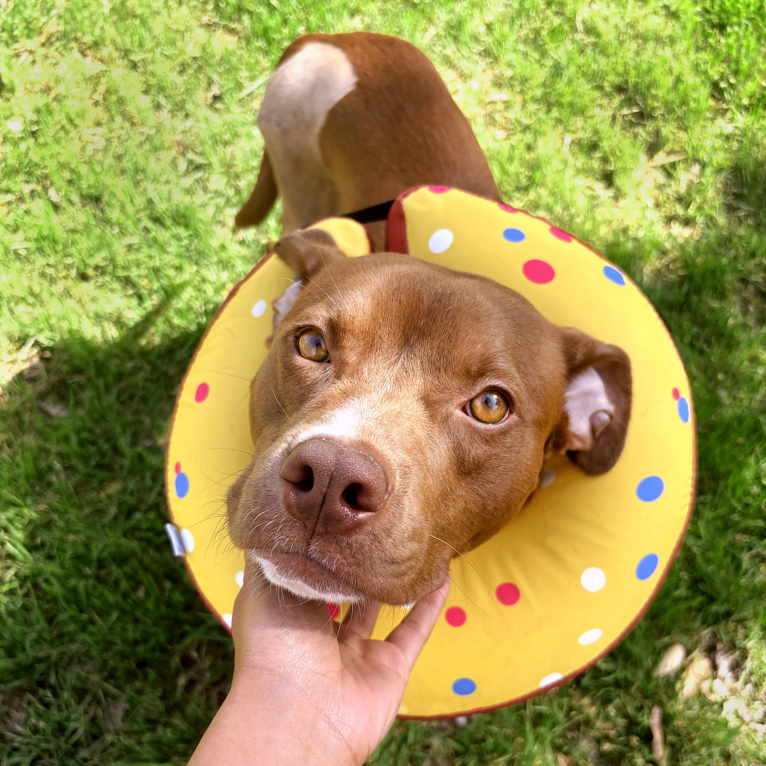 Campaign cover image for Help Fund Rescue Dog Goose's Surgeries