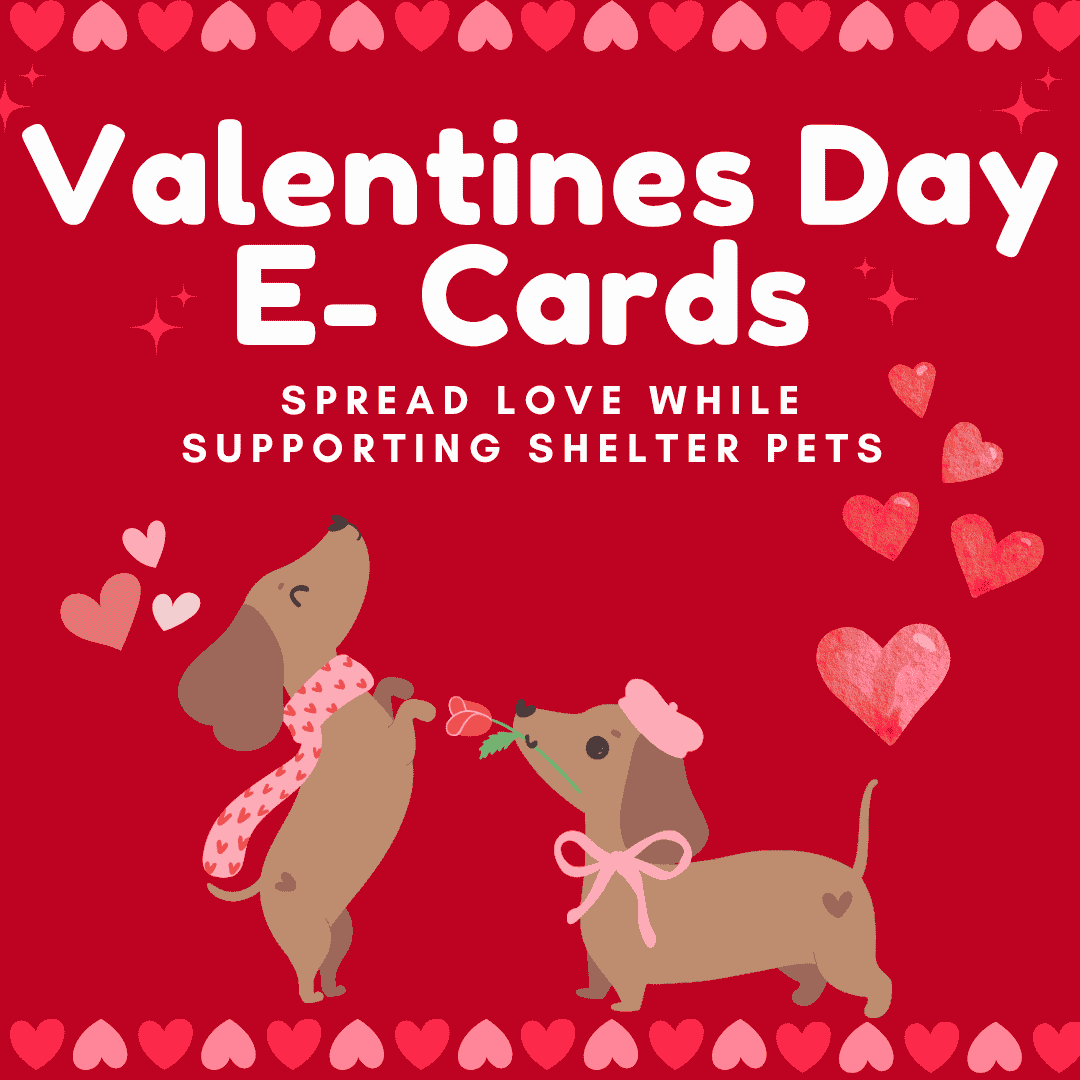 Campaign cover image for Valentine's Day E-Cards