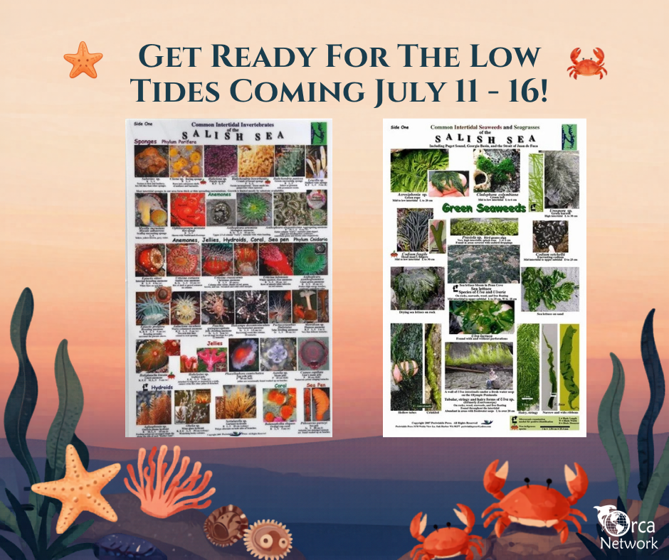 Campaign cover image for July Low Tide Guide Sale