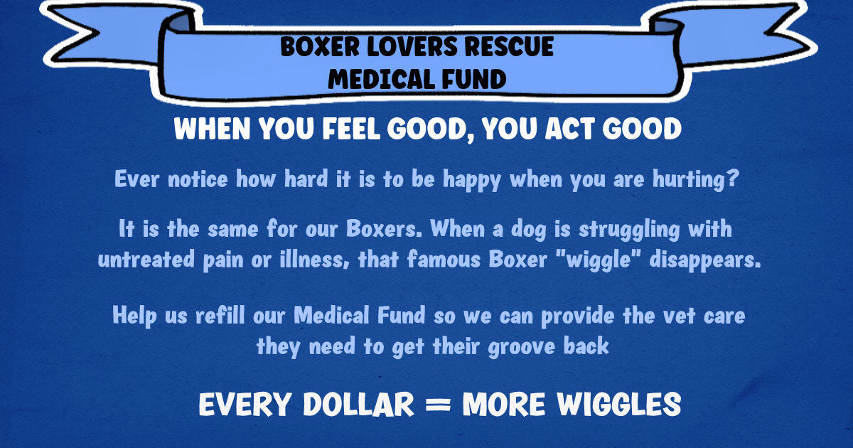 Campaign cover for BOXER LOVERS RESCUE MEDICAL FUND