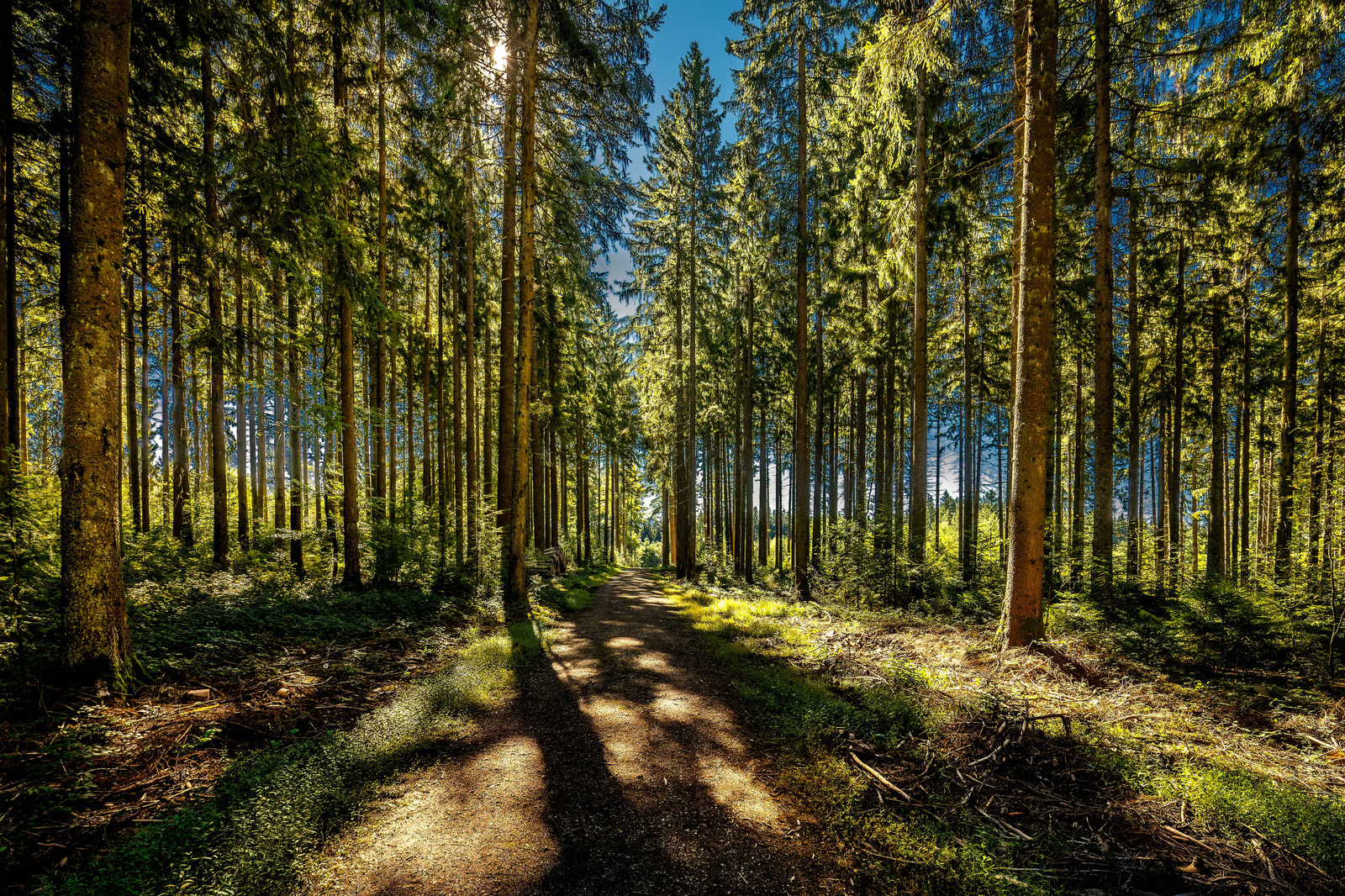 Campaign cover image for Be Part of the Sanctuary's Growth