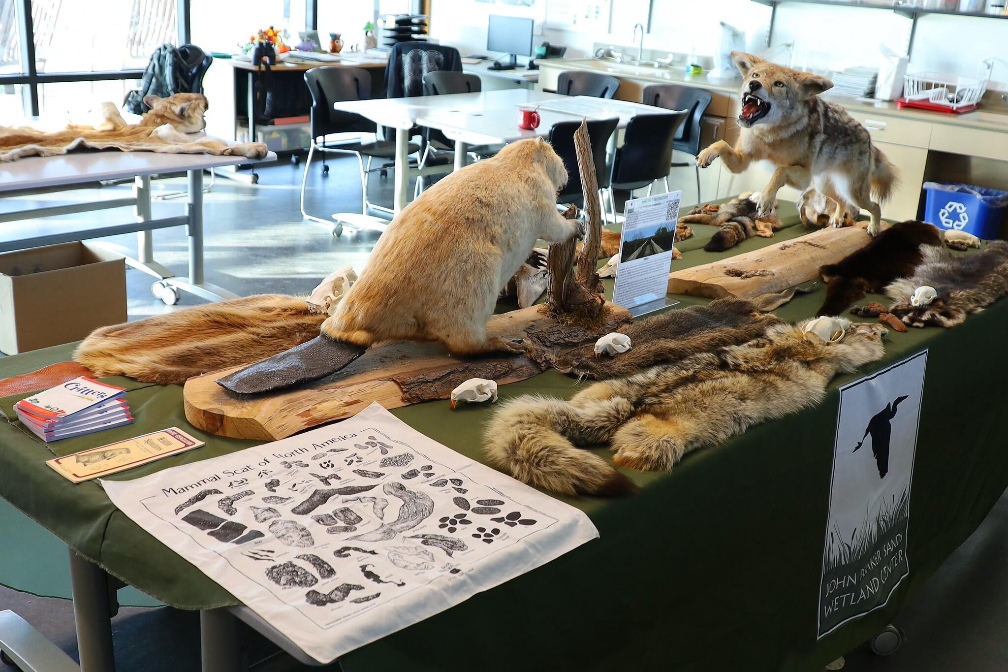 Campaign cover image for Picturing Nature