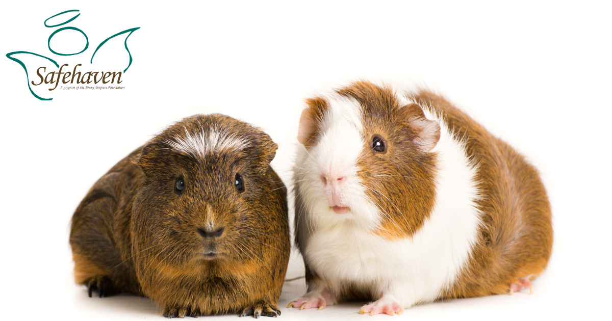 Campaign cover image for Cuddles & Calm: Guinea Pig Therapy Visit at Safehaven