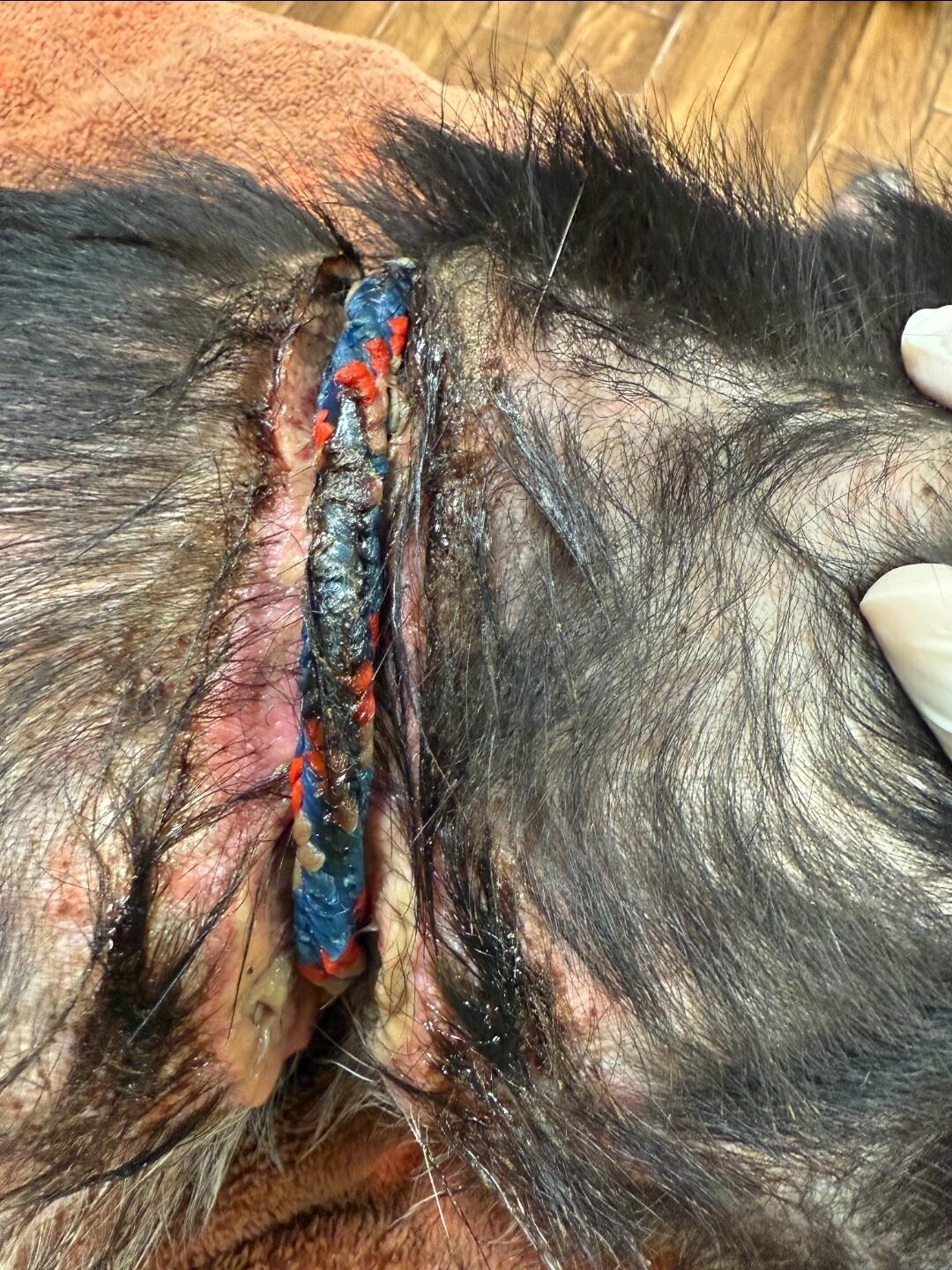 Campaign cover image for Martin’s Story: A Broken Body, but a Gentle Soul