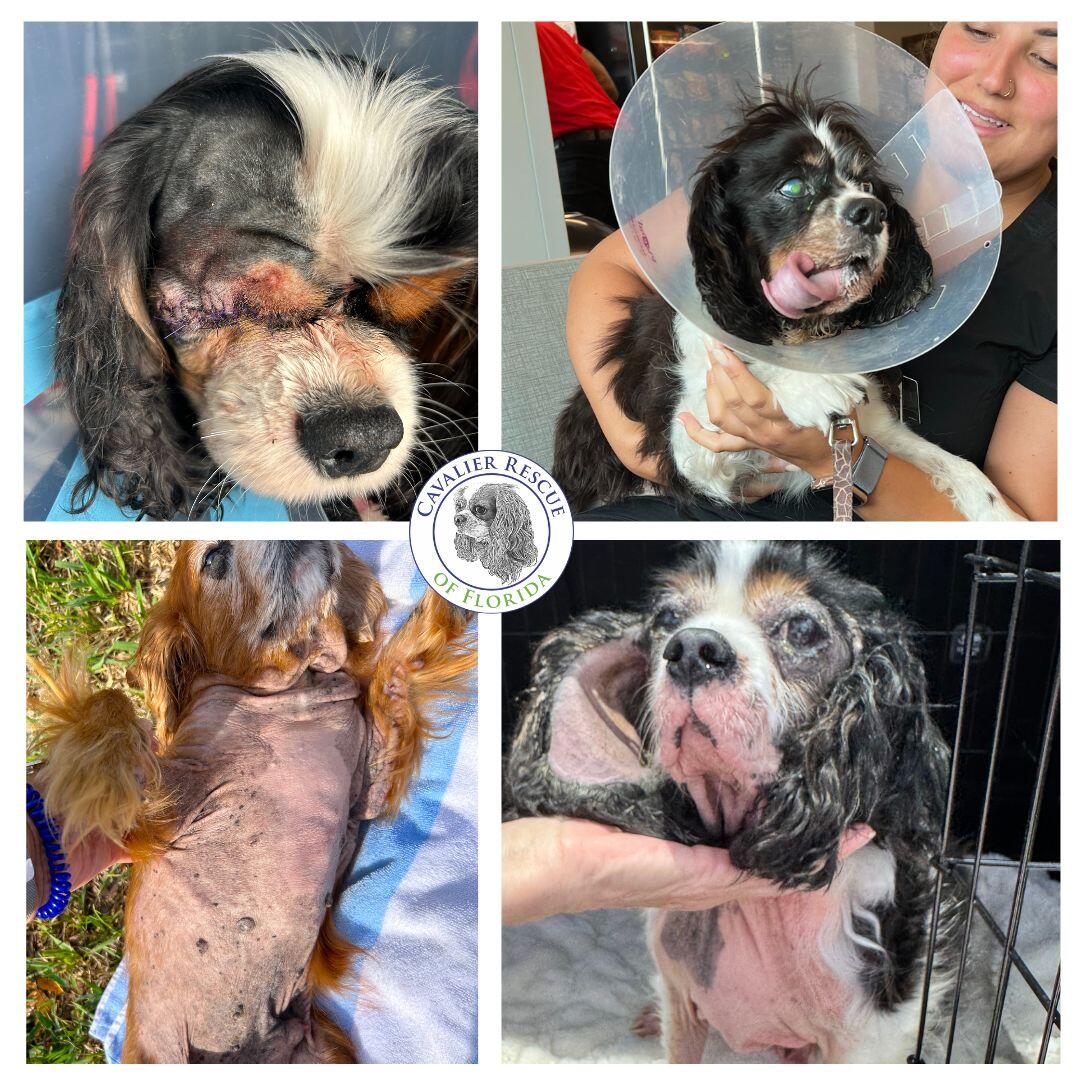 Campaign cover image for CRF Emergency Medical Fund