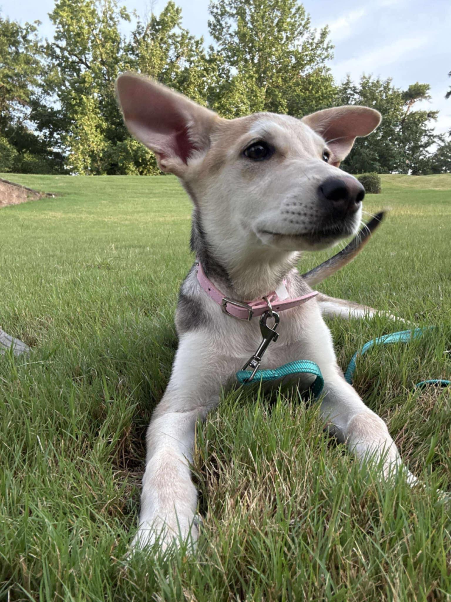 Campaign cover image for Help Bambi !