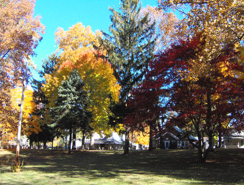Campaign cover image for Camp Tree Fund