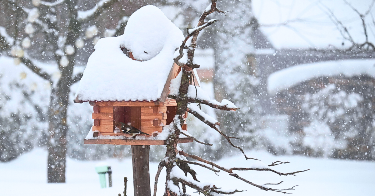 Campaign cover image for Winter Build-a-Birdhouse Workshop