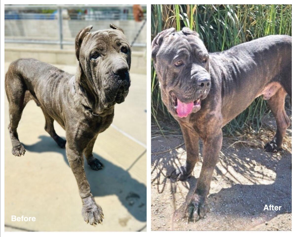 Campaign cover image for Blaze’s Second Chance — Double Your Gift to Save More Dogs Like Him