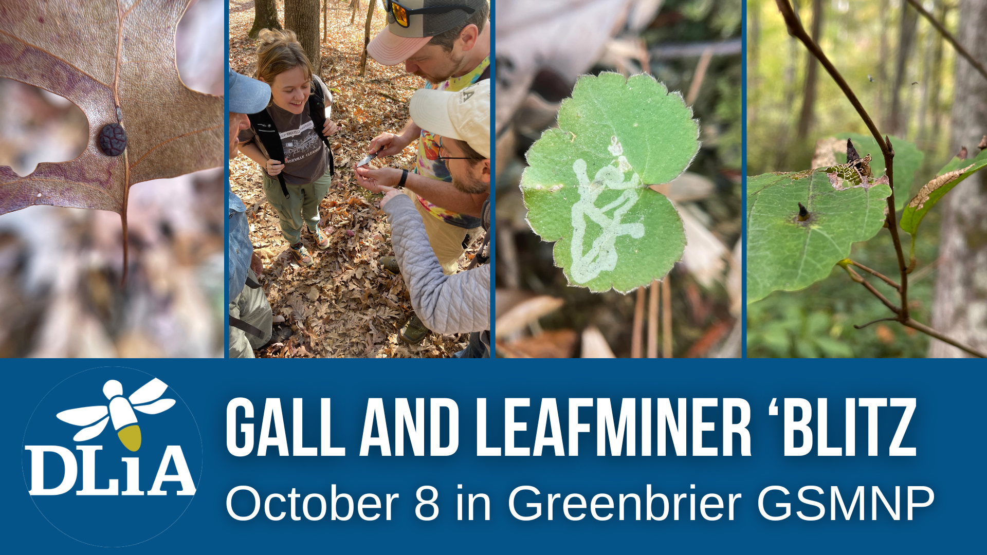 Campaign cover image for Galls and Leaf Miner 'Blitz
