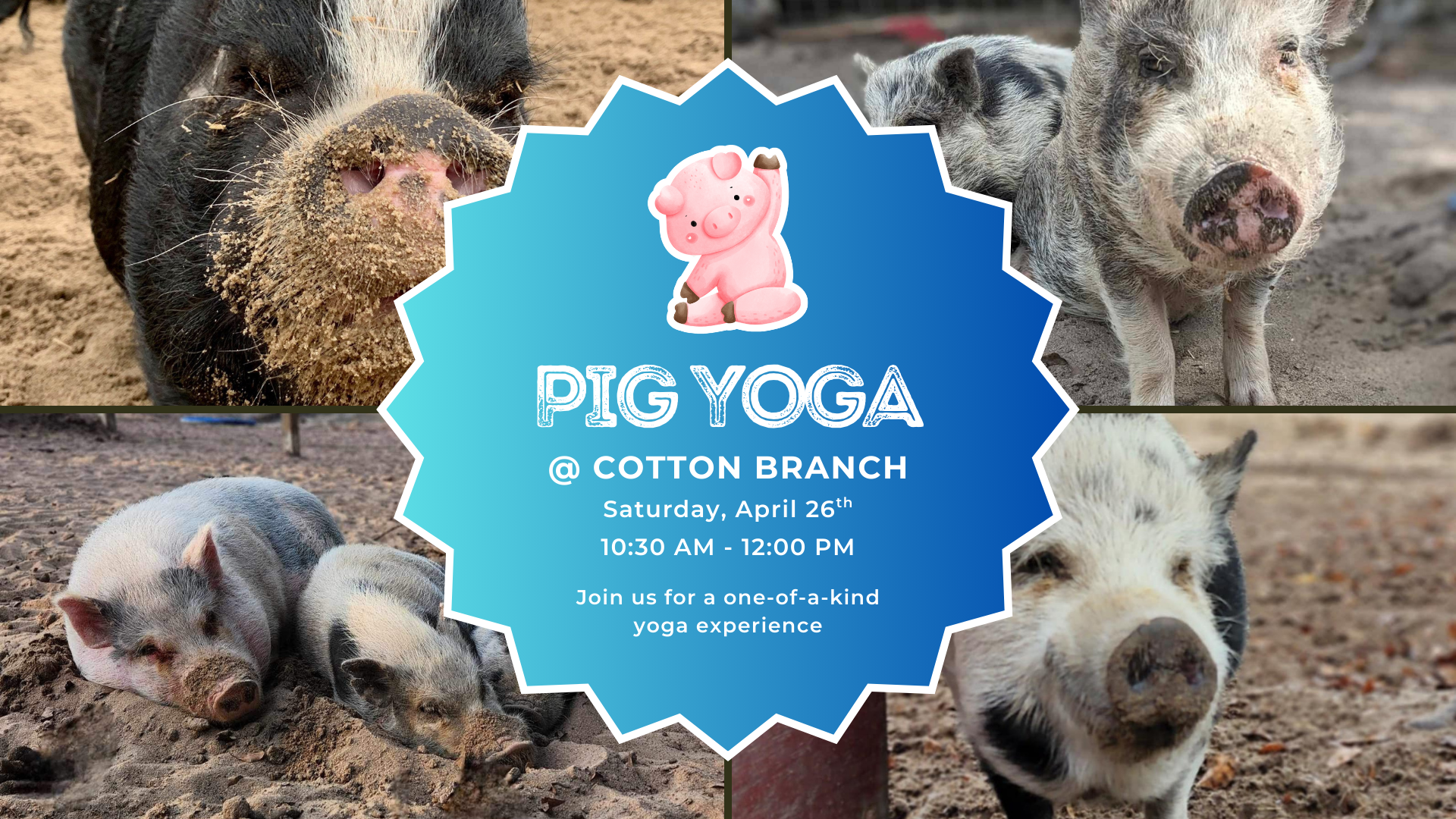 Campaign cover image for Pig Yoga @ Cotton Branch