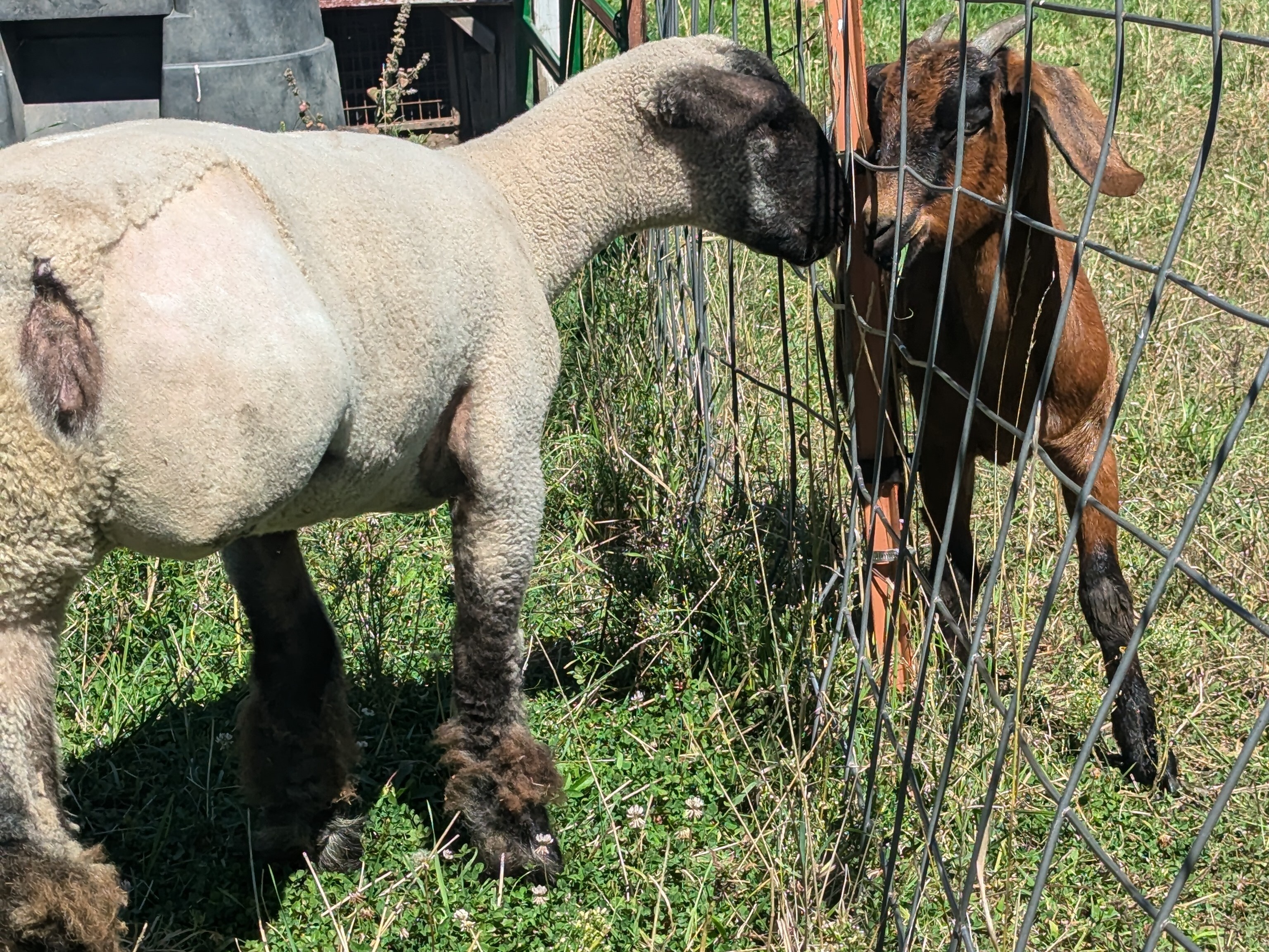 Campaign cover image for Mobility Devices for Lyla 🐑 & Maple 🐐