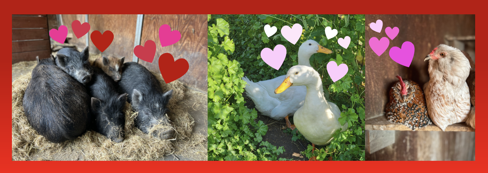 Campaign cover image for Valentines from the Farm