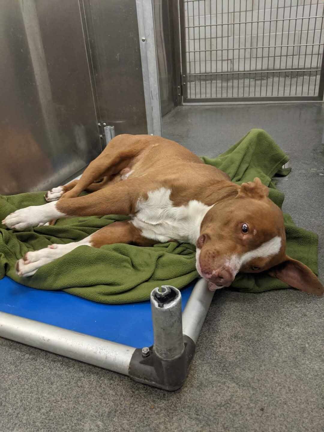 Campaign cover image for 🎄 A Christmas Story: Ralphie’s Miracle in the Making 🎄