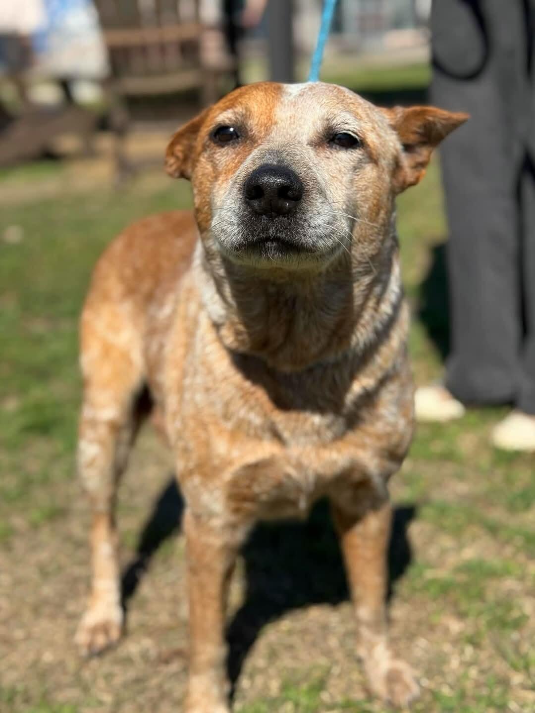 Campaign cover image for NO DOG LEFT BEHIND