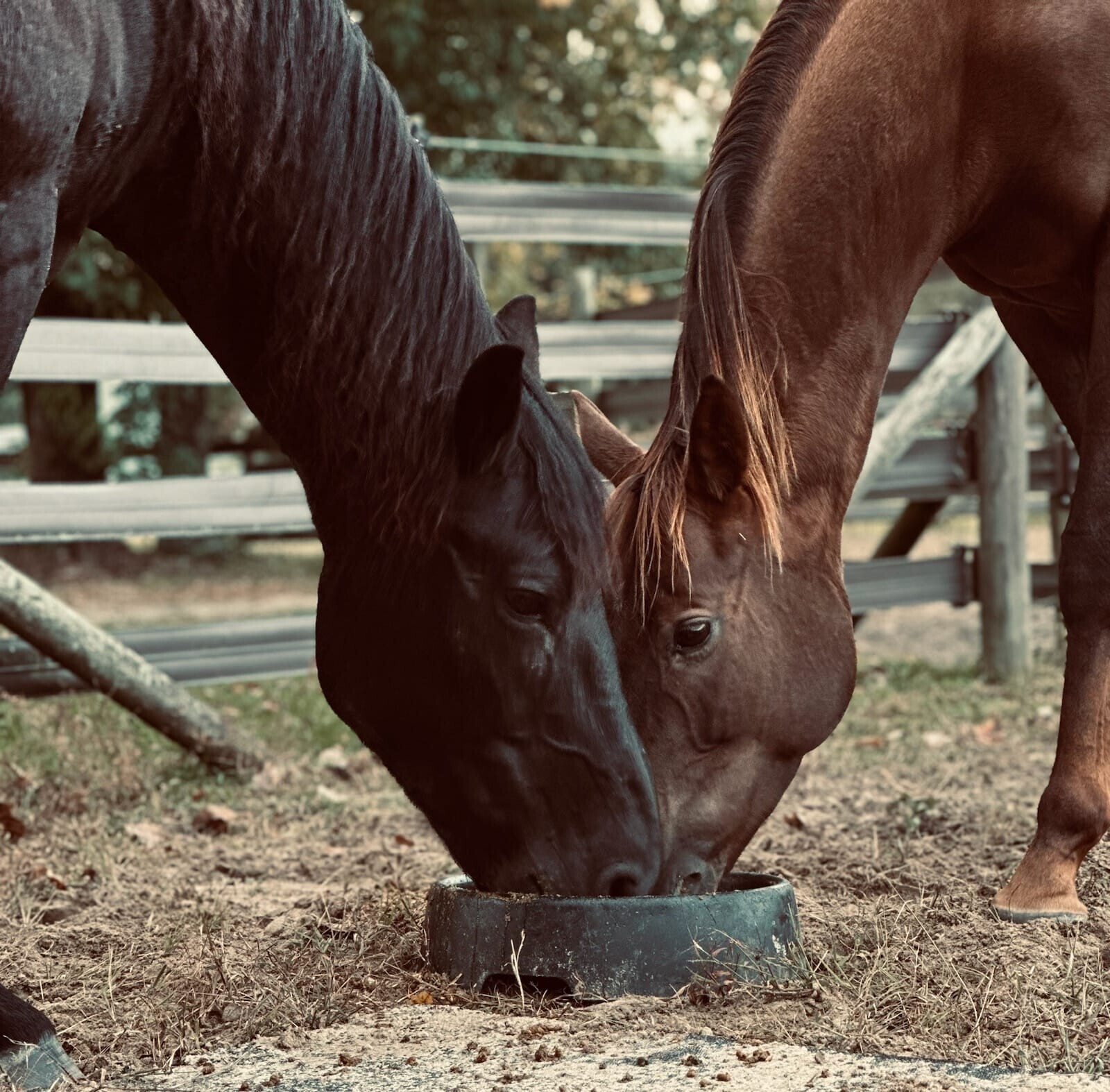 Derby Dash Bash 2025 | ROCKING HORSE RANCH THERAPEUTIC RIDING PROGRAM INC