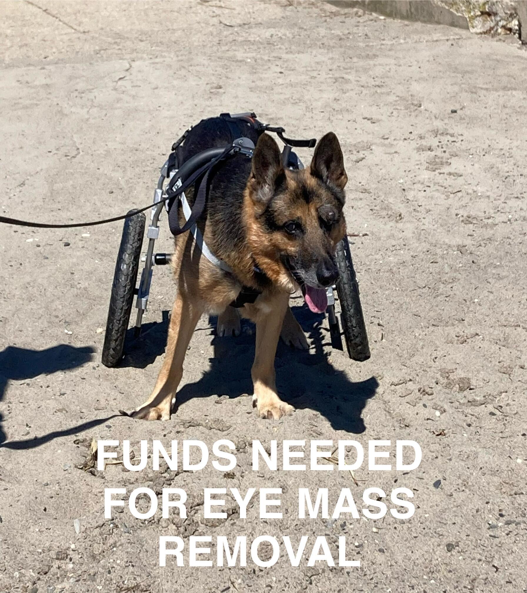 Campaign cover image for Funds Needed for Rafiki's Eye Surgery