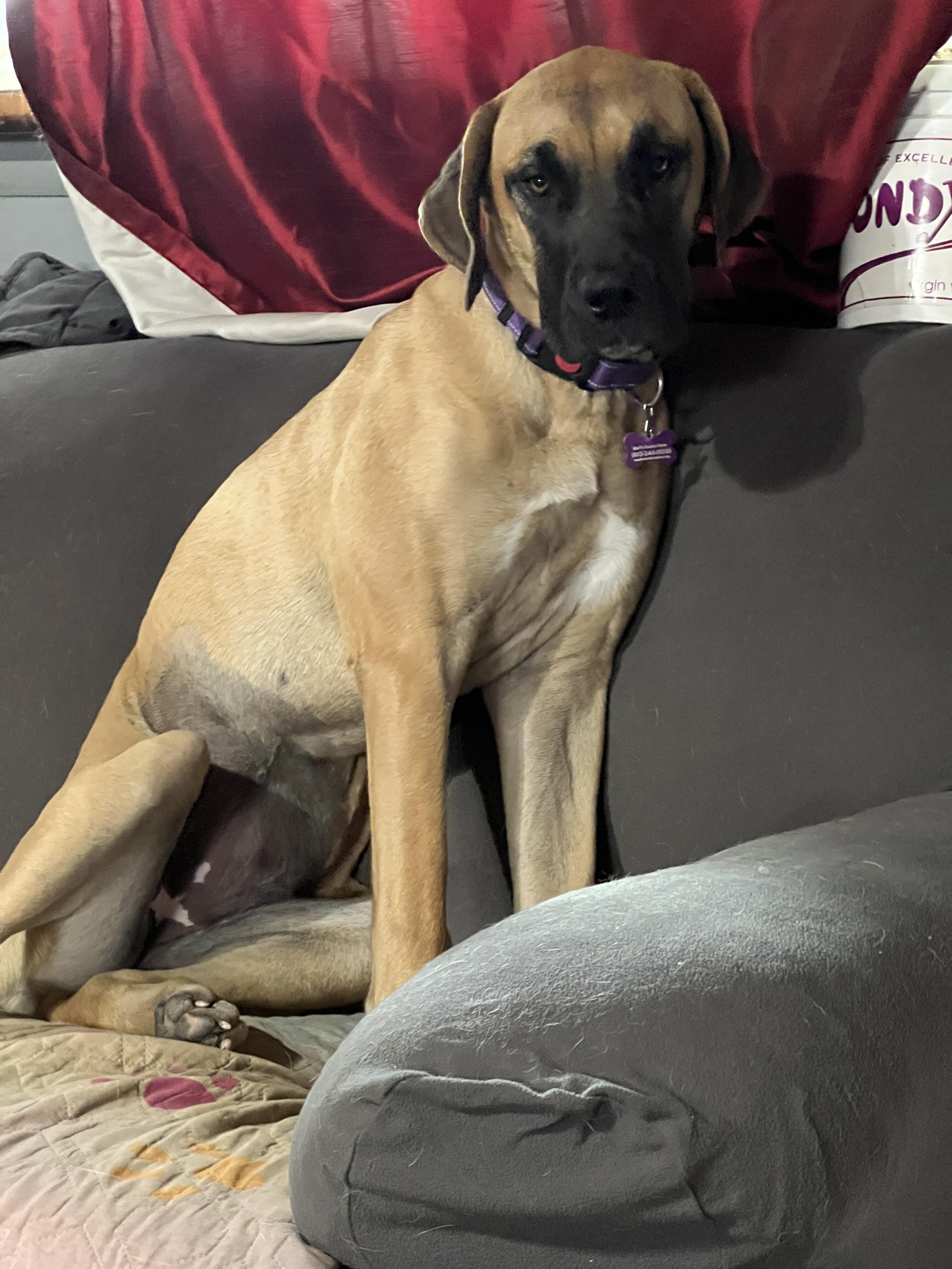 Campaign cover image for Freya’s Fight: A Puppy’s Journey Toward Healing