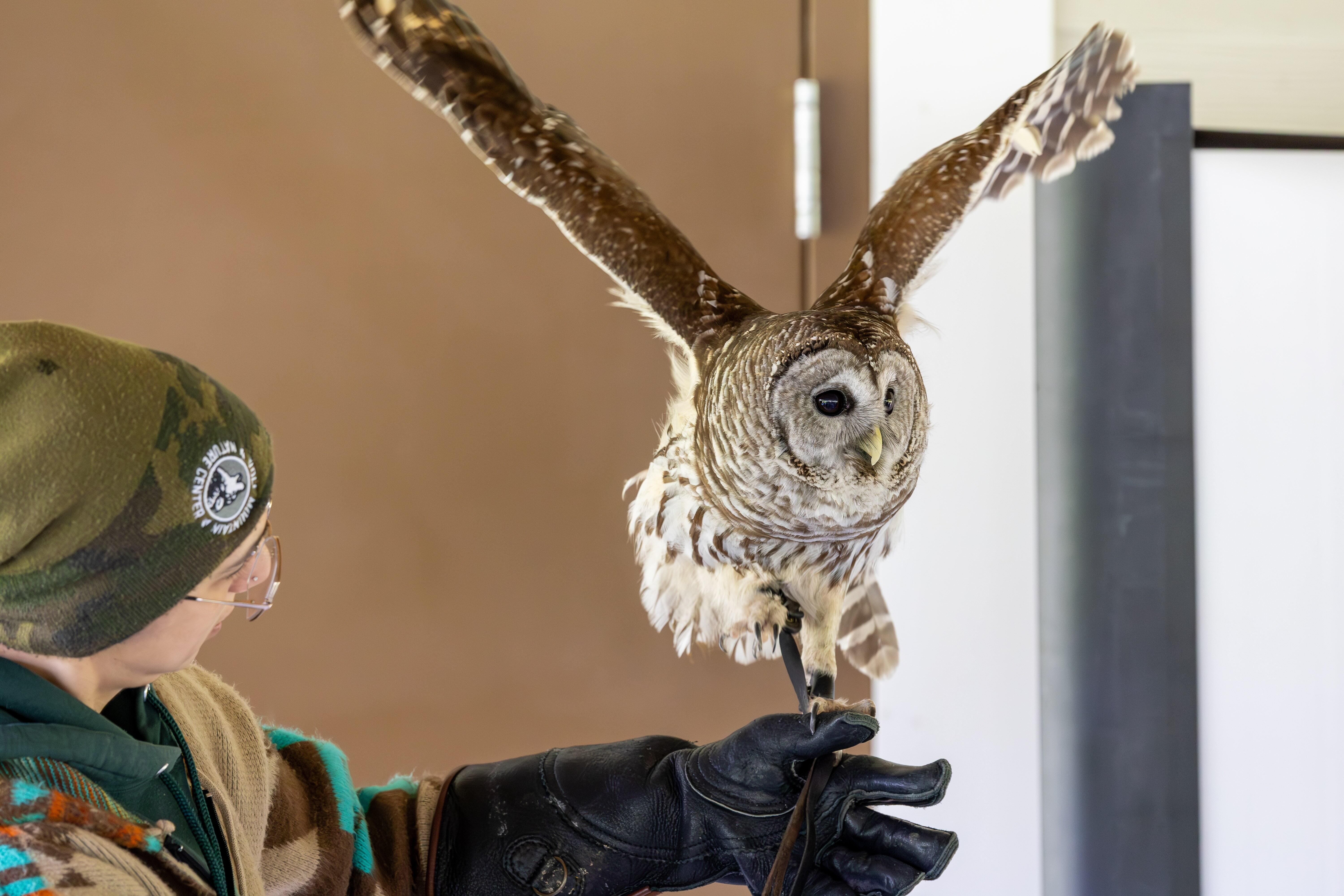 Campaign cover image for Meet the Owls: Owls, Ecosystems, and Habitat Preservation