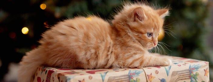 Campaign cover image for Tri-Cities Friends of Kitties Holiday Gifts for You and Your Loved Ones