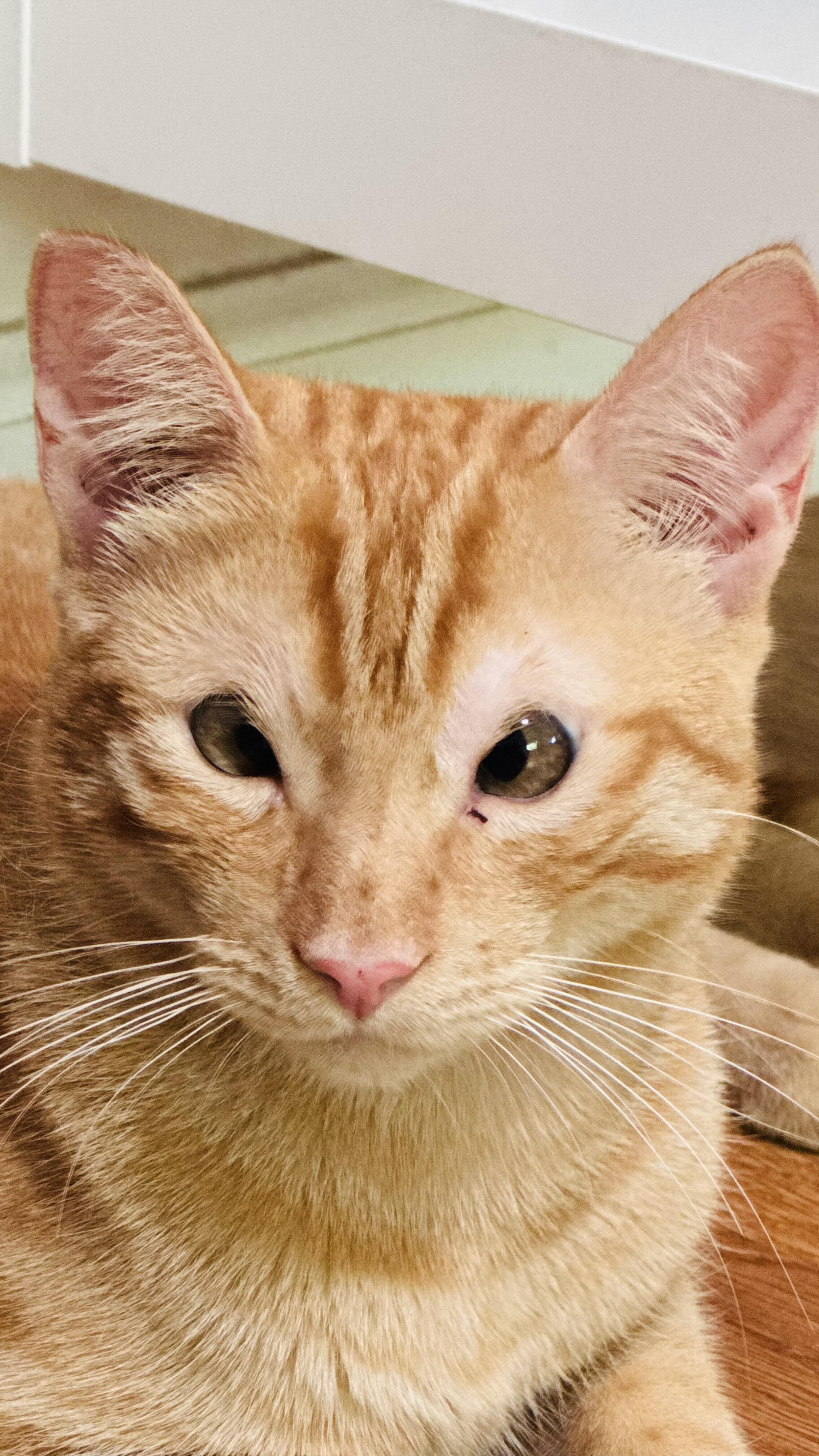 Campaign cover image for Rori's Eye Surgery Fundraiser