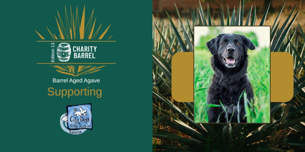 Campaign cover image for City Dogs & City Kitties Rescue x Charity Barrel 2025