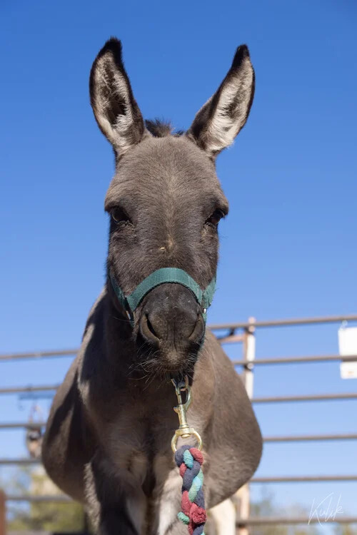 Campaign cover for Edgar - The 7 Donkeys Club
