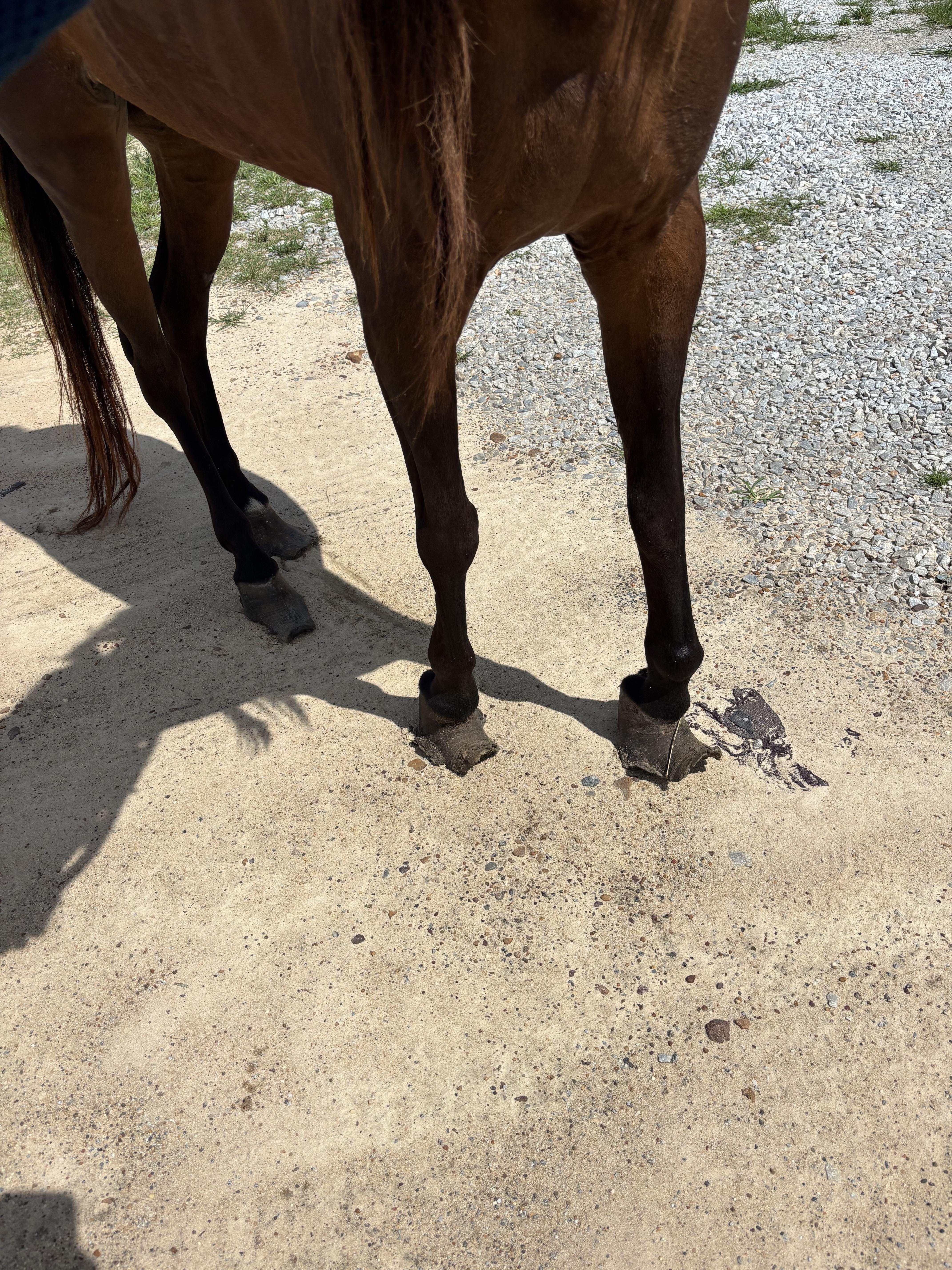 Campaign cover image for Help Gypsy