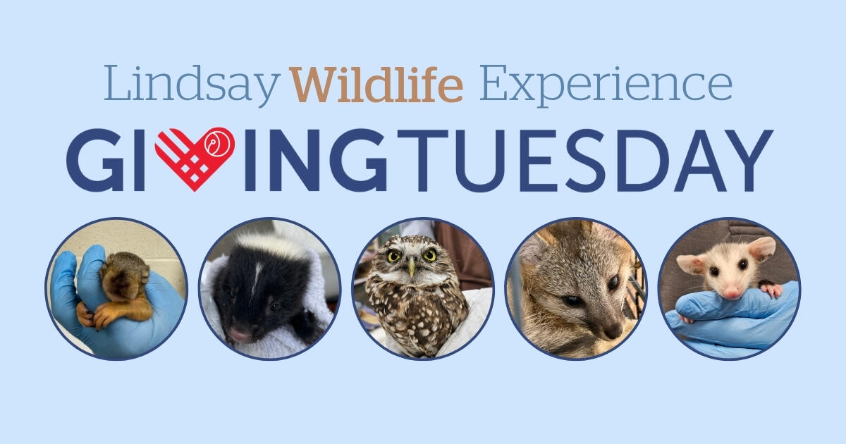 Campaign cover image for Help Lindsay Wildlife this Giving Tuesday!