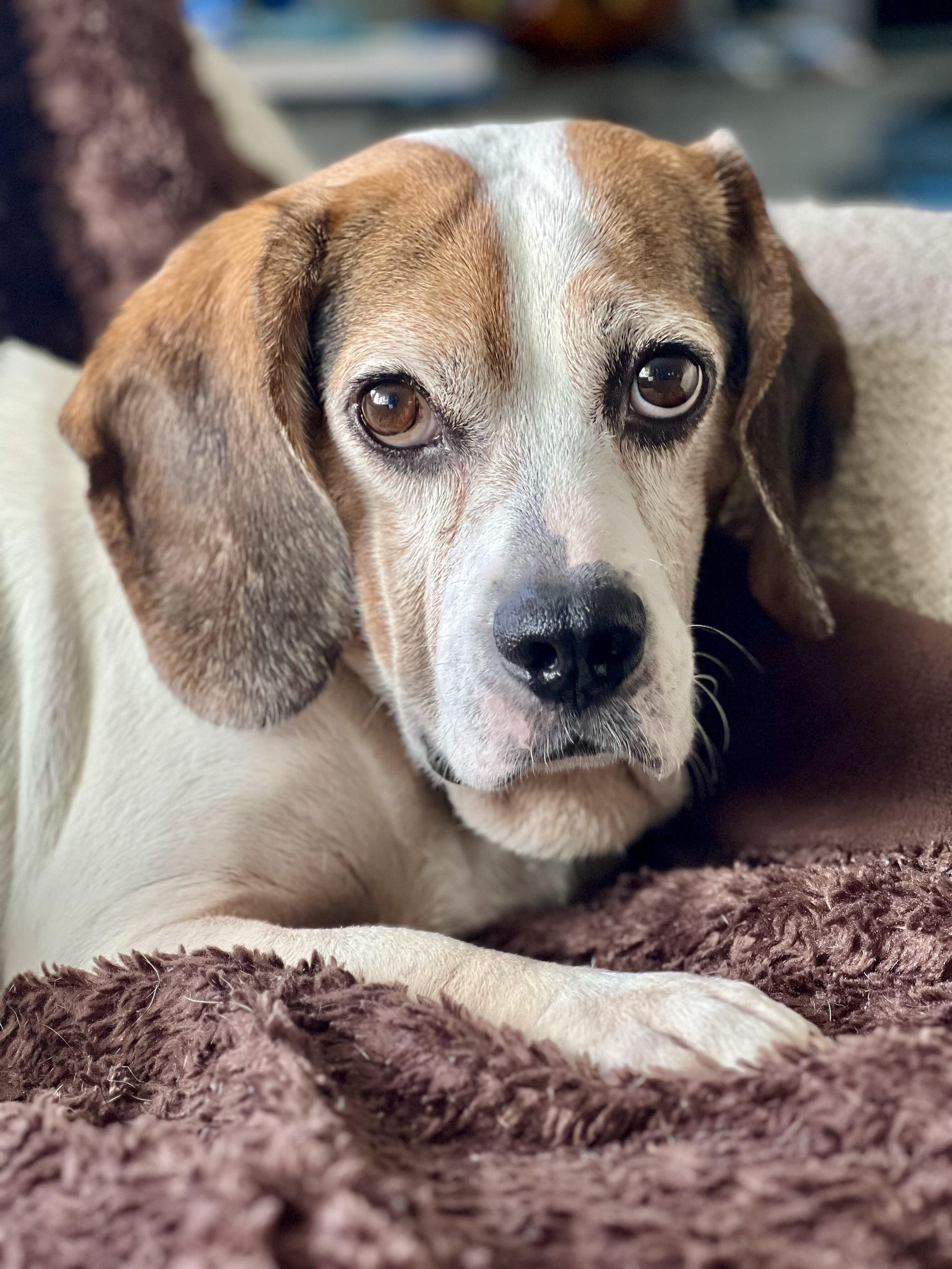 Campaign cover image for Webster's Surgery