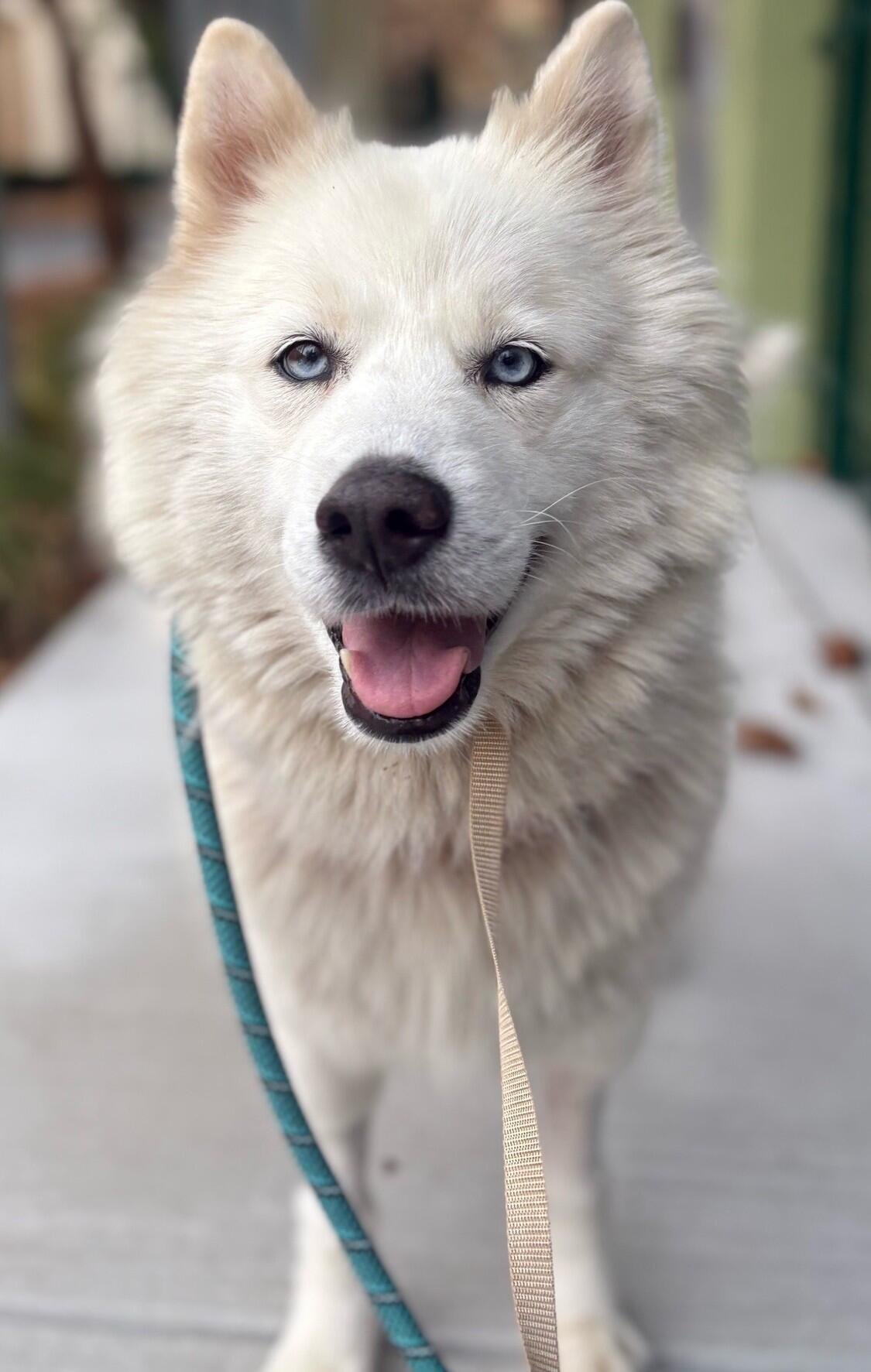 Campaign cover image for 🌟 HALO’S TRIBE - ONGOING MEDICAL FUND 🌟