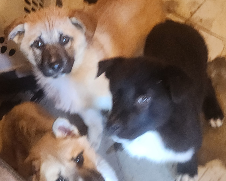 Campaign cover image for Rescue/Vet Care for MOM AND 3 PUPPIES