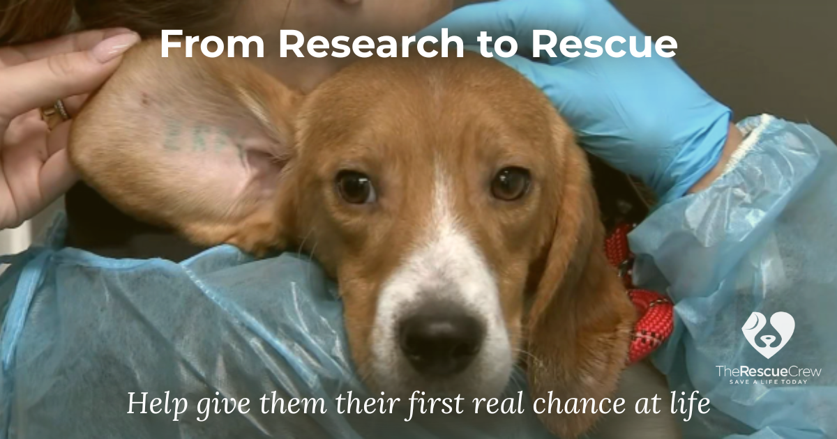 Campaign cover image for From Research to Rescue: The Beagle Fund