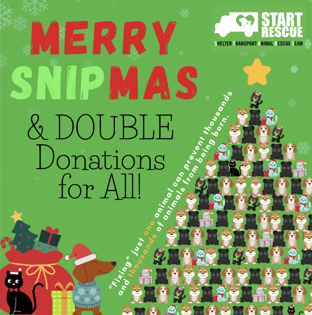 Campaign cover image for Merry SNIPmas!