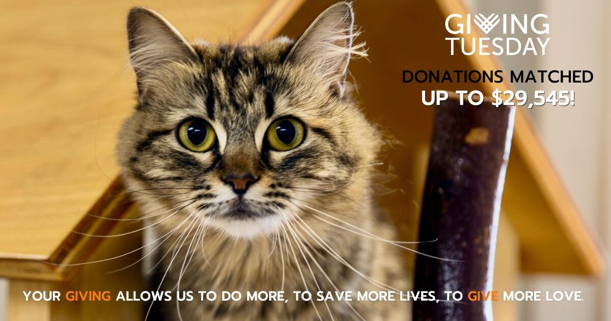 Campaign cover image for Giving Tuesday 2025