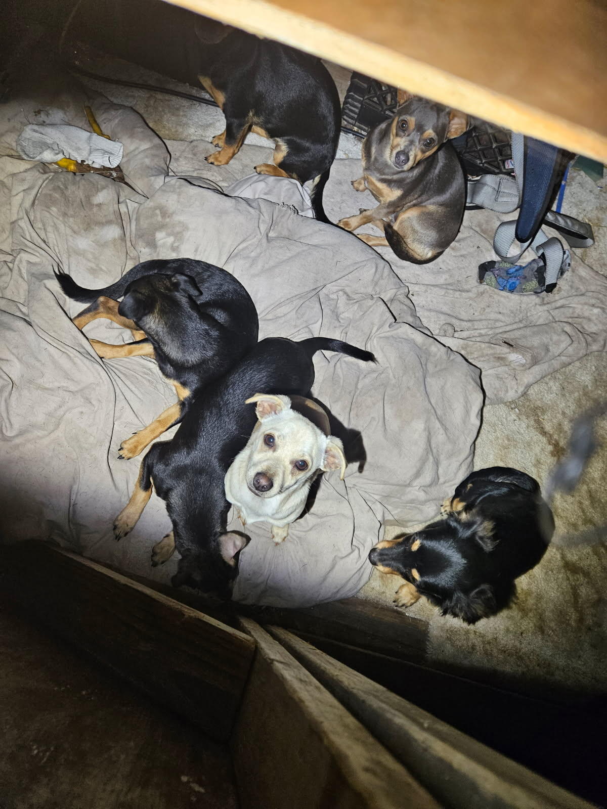 Campaign cover image for Help Rescue 5 Chihuahua Puppies in Urgent Need