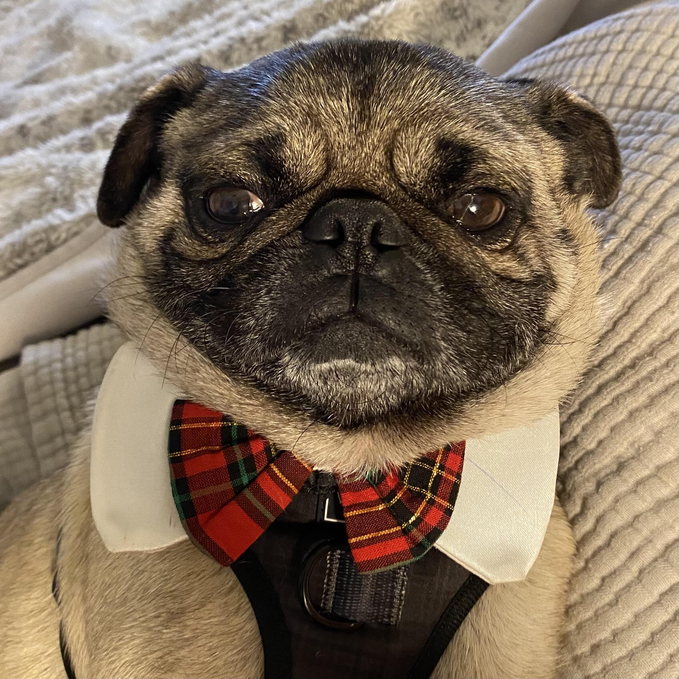 Campaign cover image for Become a Hero to a Pug!