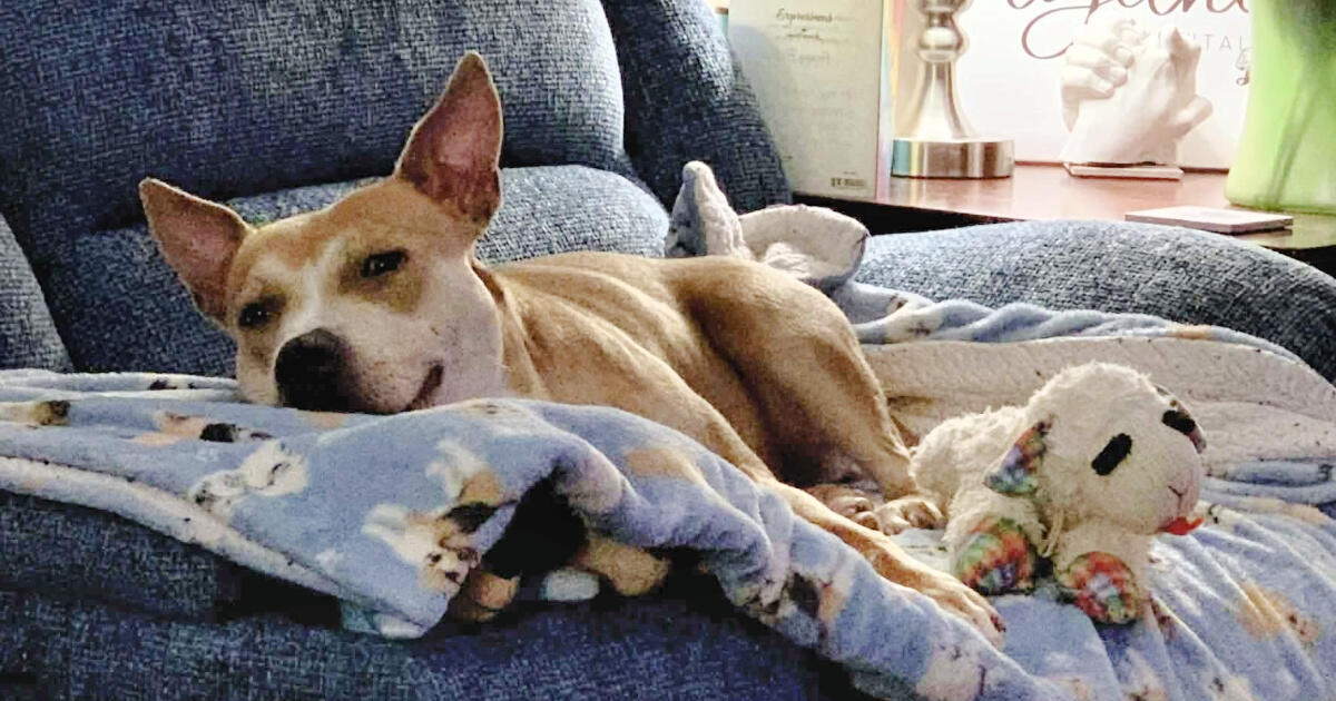 Campaign cover for Help Homeless Pets Now