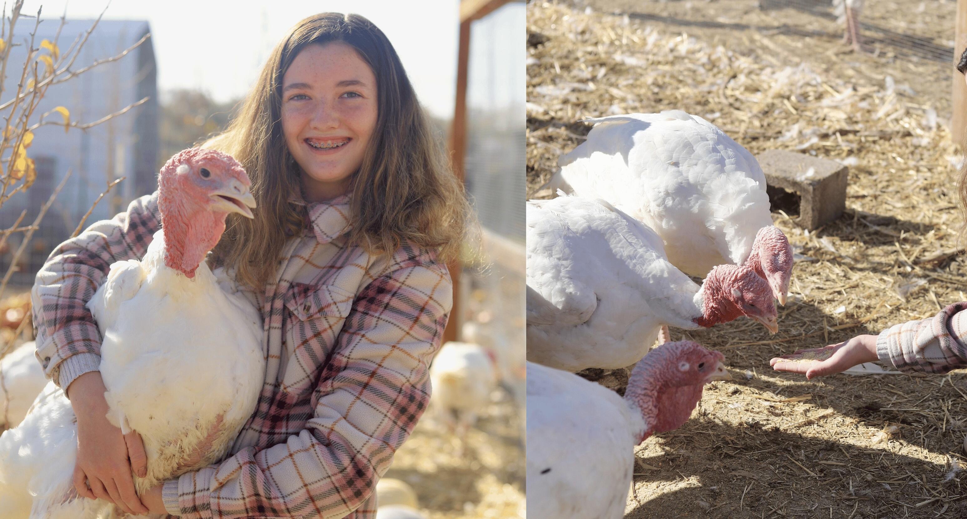 Campaign cover for Fresh, Student- Raised Thanksgiving Turkeys