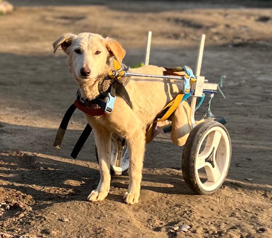 Campaign cover image for Medical Program 2025