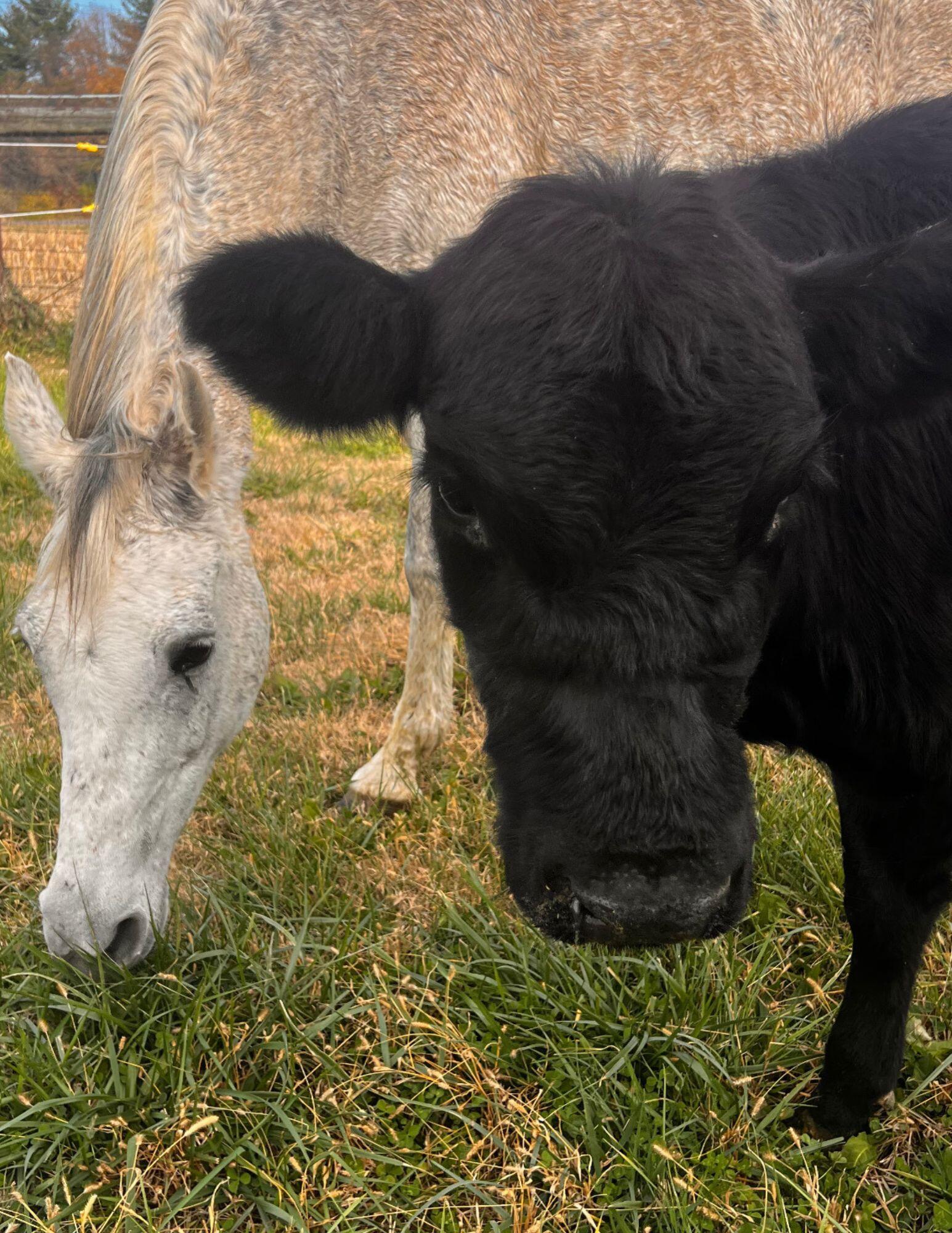 Campaign cover image for Coco&Tilly