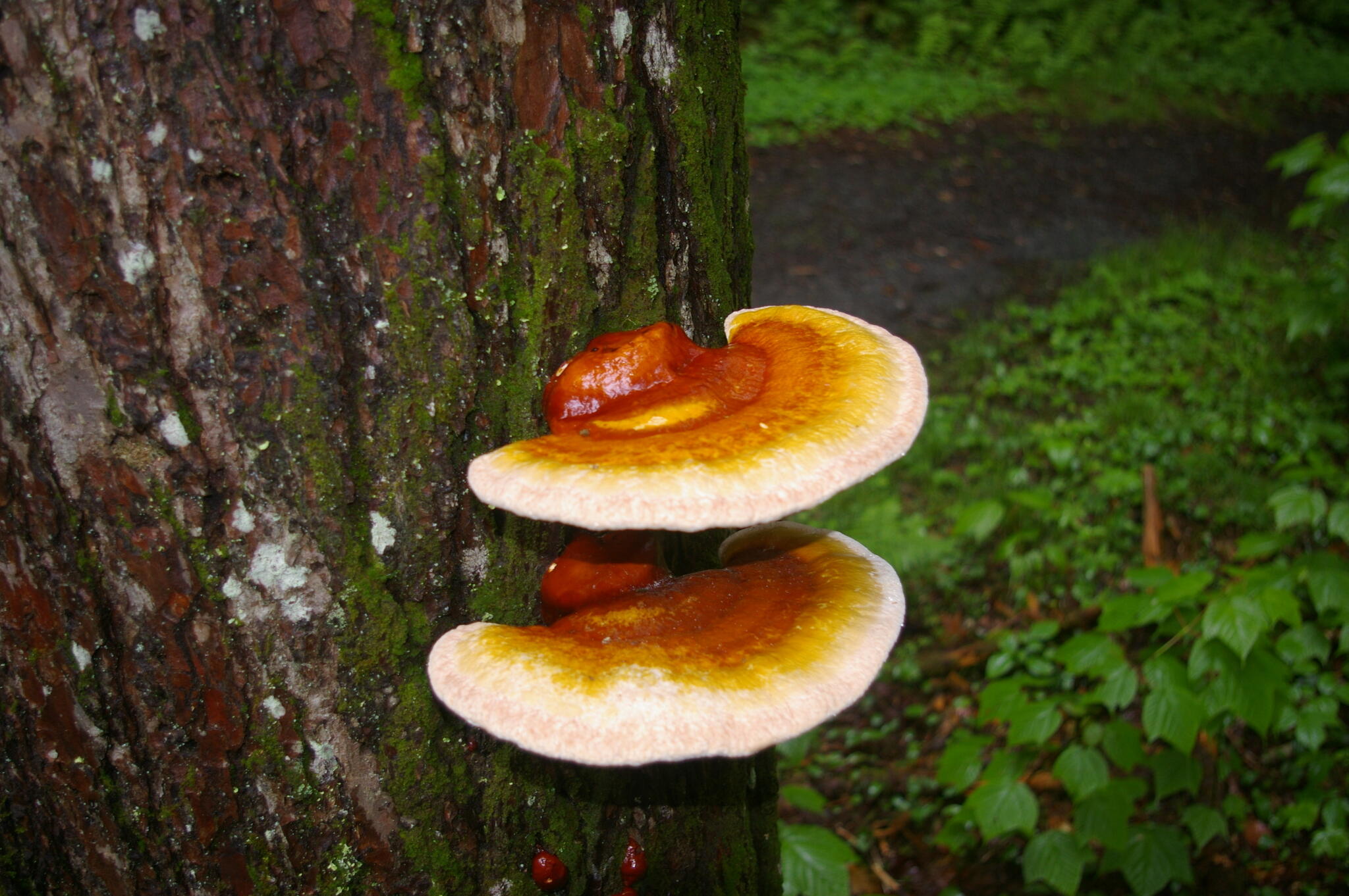 Campaign cover image for Medicinal Mushrooms