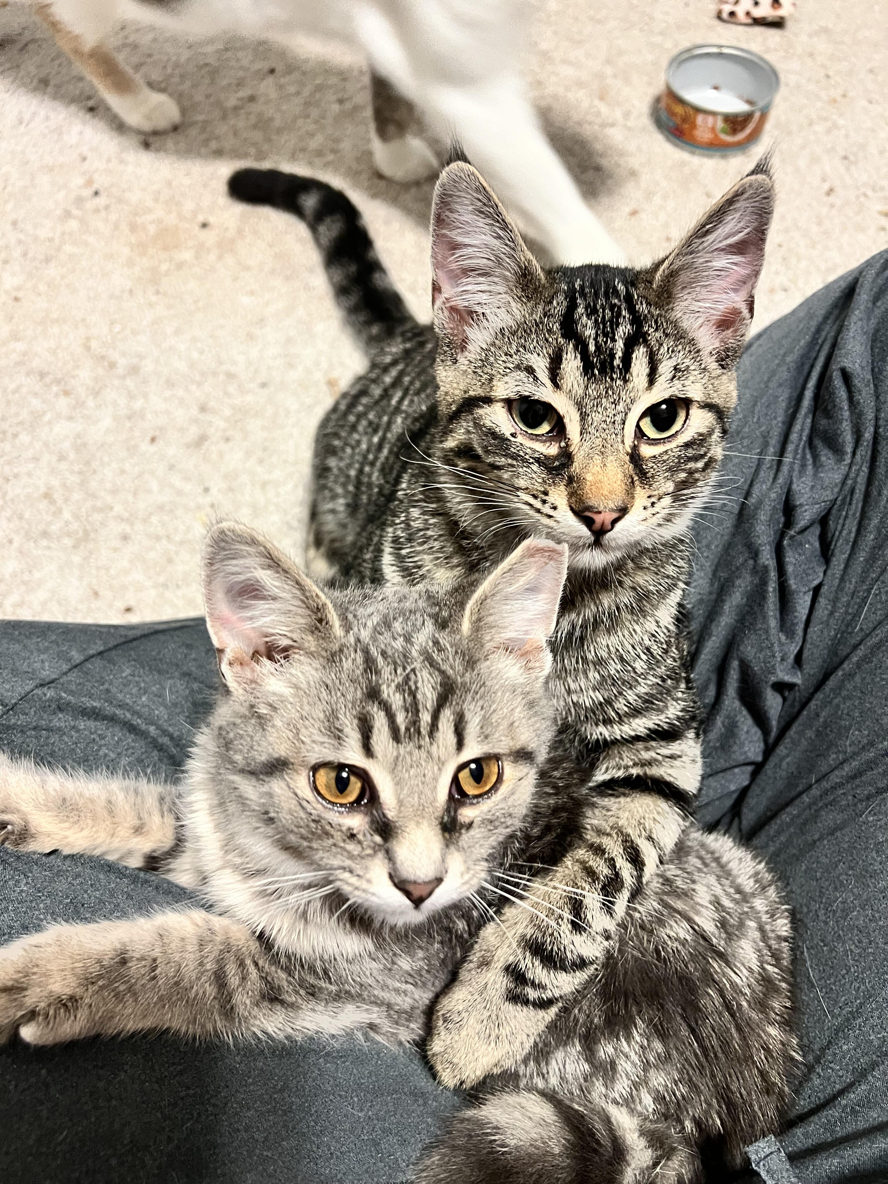 Campaign cover image for Giving Tuesday